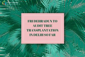 FRI Dehradun to Audit Tree Transplantation in Delhi So Far