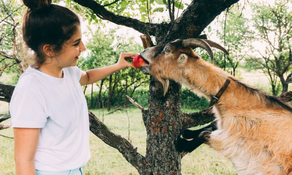 The Imperative of Animal Welfare Education